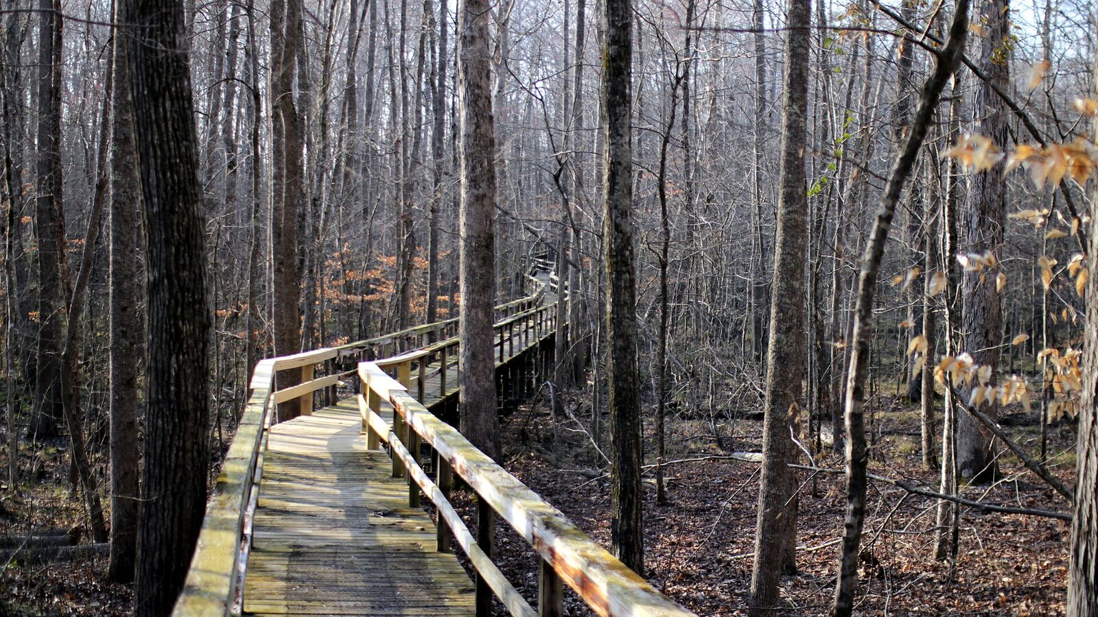 Boardwalk through the Dismal Swamp at Big Hill Pond State Park