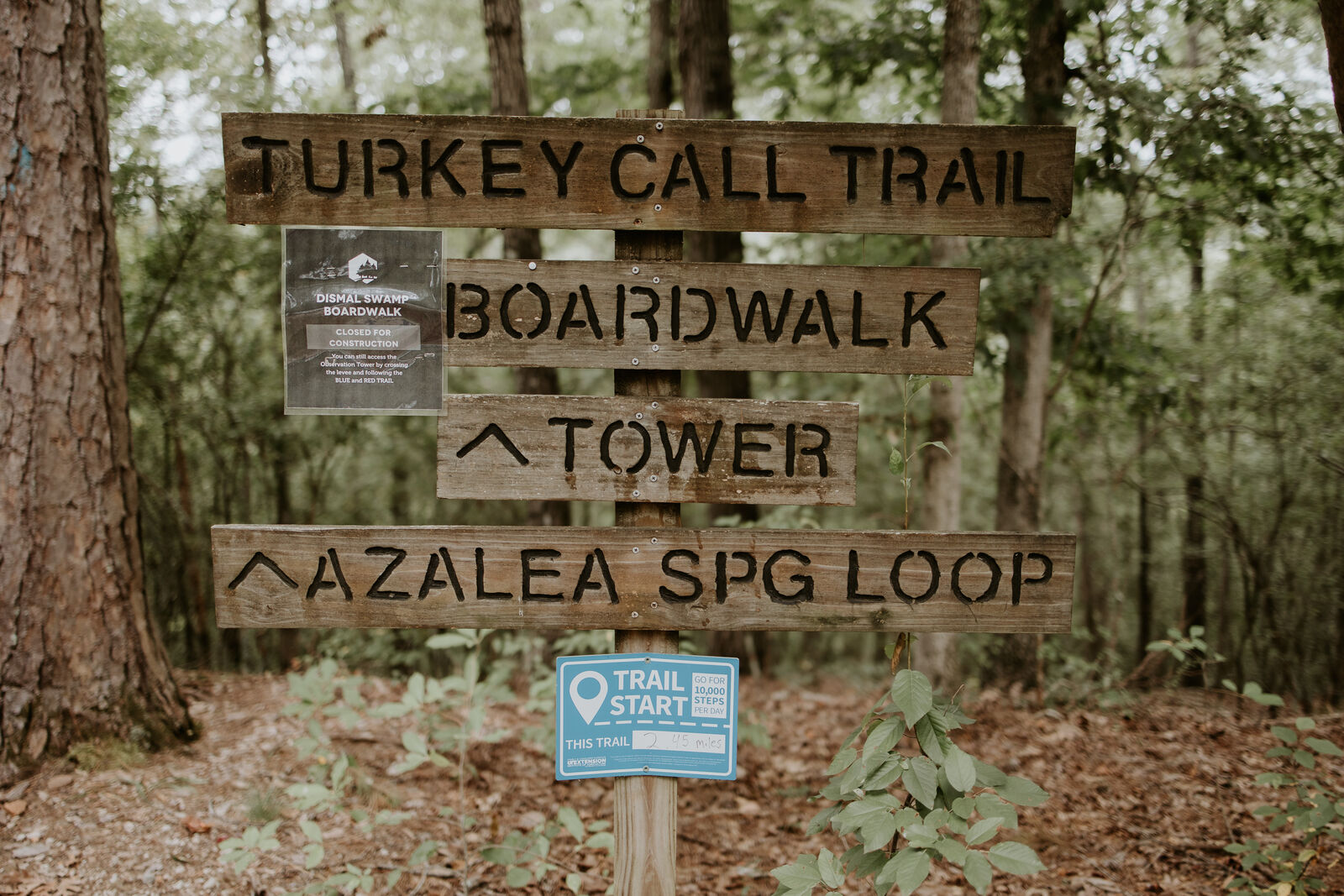 Trail signs for Turkey Call Trail, the boardwalk, the tower and Azalea Spring Loop