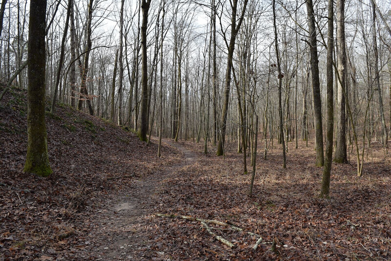 Hardwood forest at Big Hill Pond State Park
