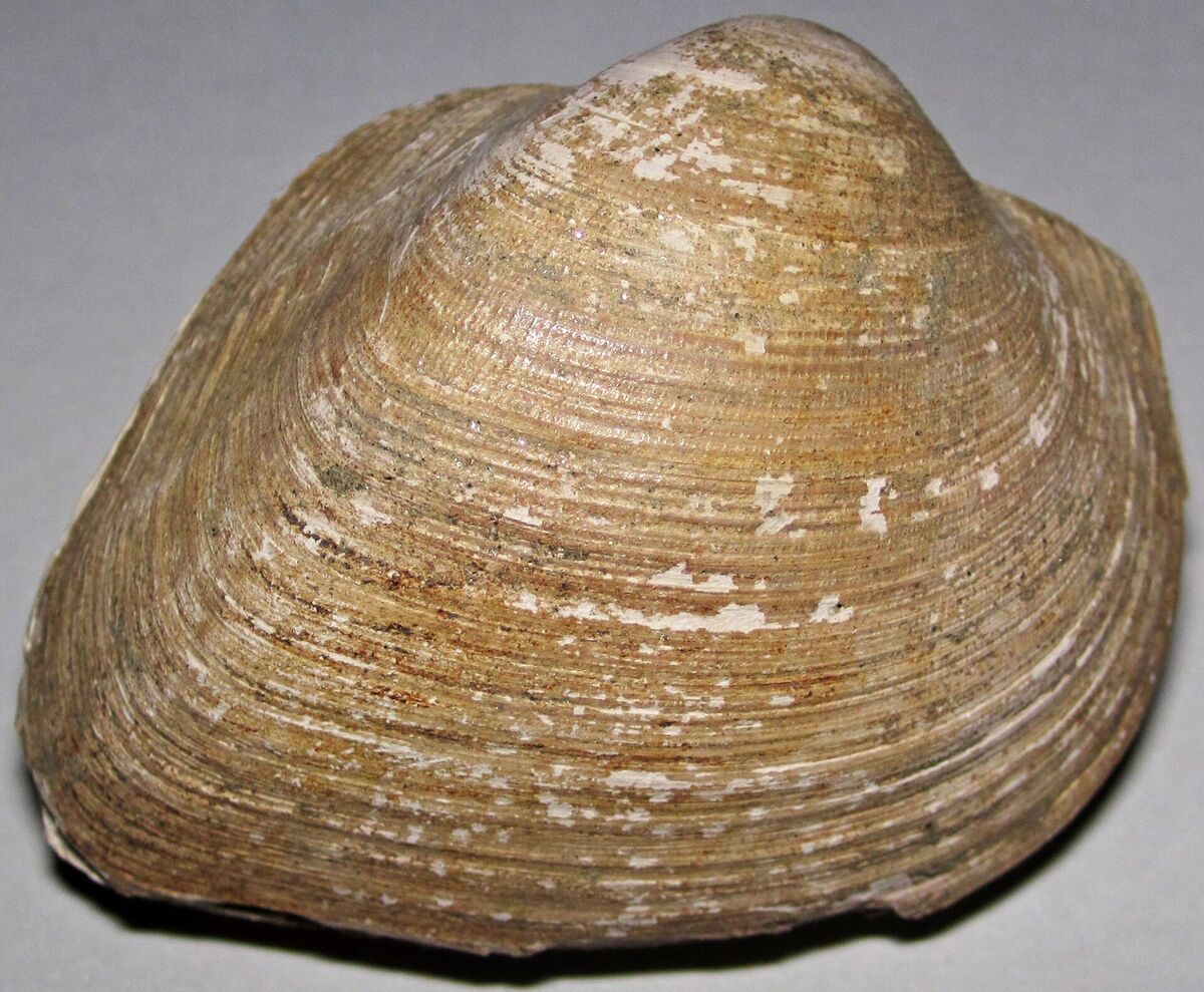 Fossil bivalve shell from the Coon Creek Formation, Tennessee